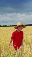 Cute boy on yellow field. Teenager in red t-shirt and straw hat walking in the golden wheat field under dark sky. Summer country life and importance of agriculture. Vertical video