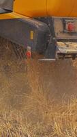 Detail of combine harvesting golden dry wheat in field. Yellow combine gathering crop in summer. Vertical video
