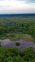 Wild forest lake. Vertical video