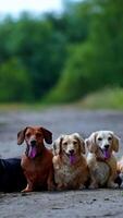 Funny dachshund dogs in the street. Group of pet animals sitting on the road and resting together. Portraits of five dogs on green nature background. Vertical video