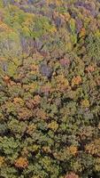 Aerial top view forest. Vertical video