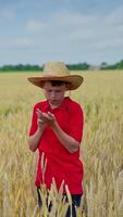 Boy with a spikelet on a field. Little farmer in straw hat examining grains of wheat while standing among agricultural land in summer. Vertical video