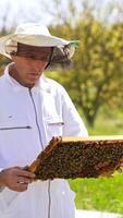 Apiculturist looks at frame coated with bee swarm. Man in protective clothes examines his frames with concern. Summer nature backdrop. Vertical video