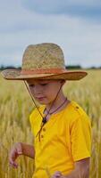 Portrait of a smiling boy outdoors. Little child in straw hat and yellow t-shirt standing inside the agriculture field and looking to camera. Vertical video