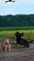 groep van honden spelen buitenshuis. grappig huisdier dieren rennen Aan de weg in de buurt de veld- en blaffen Aan de dar vliegend over- hen. verticaal video