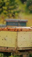 Numerous worker bees swarming around the open hive. Irritated insects trying to come back to their homes. Blurred backdrop. Vertical video
