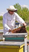 Little bee farm in the green village garden. Male apiarist picking up honey frames from a beehive. Bees flying around. Vertical video