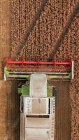 White combine with red mowing mechanism cuts the harvest of ripe wheat. Bird's eye view on the machine working in the field. Vertical video