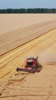 Red harvester going slowly through the ripe field of wheat. Modern combine working in the beautiful vast plantation. Aerial view. Vertical video