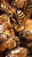 Busy hardworking bees moving quickly over the frame. Macro shot of honey insects sealing the cells. Close up. Vertical video