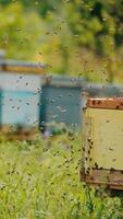 Air in the little apiary filled with numerous bees that were disturbed. Bee swarm flying around the bee farm. Blurred backdrop. Vertical video
