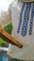 Frame full of bees in man's hands. Beekeeper is working with bees on the apiary. Beekeeper holds frame in hands and examines it closely. Vertical video