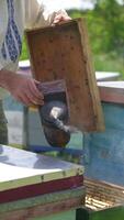 Beekeeper inspects beehive. Man apiculturist working with smoker and hives on apiary in summer. Beekeeping concept. Vertical video
