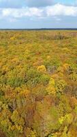 Bright colors in the thick woods on autumn season. Circle movement shot over the beautiful foresty landscape crossed by highway. Vertical video
