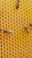 Hard-working honey insects produce the cells for storing fresh honey. Bees make up honeycombs from a yellow wax sheet. Close up. Vertical video