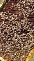 Bees producing honey. Honeycomb with bees. Beekeeper's hands holding frame full of bees and honey on apiary. Close-up. Vertical video