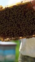 Frame with bees in bare hands of beekeeper. Apiculturist holding a honeycomb frame full of bees on apiary. Beekeeping concept. Close-up. Vertical video