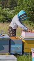 Apiculture process. Beekeeper in protective hat working with wooden boxes. Apiarist inspects bees in the beehive in the garden. Apiary in summer. Vertical video