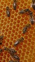 Quick working bees moving around yellow honeycombs. Fresh honey shining in the cells, some of them sealed with wax cover. Close up. Vertical video
