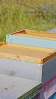 Row of wooden hives on grass. Beekeeper works with wooden boxes. Bees flying near the beehives. Close-up. Vertical video