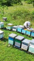 Apiary in summer. Wooden hives on green grass among nature. Male apiculturist inspects bees in a bright day. Aerial view. Vertical video