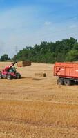 Little but powerful skid loader carries big hay bale to put it on the tractor. Process of gathering straw in the field. Green trees backdrop. Vertical video