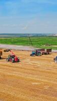 Picking bales of wheat hay at the agricultural field. Machines at farmlands work to pick up the straw left after mowing the bread. Vertical video
