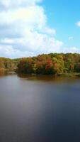 Brown river splitting into two branches watering the woods. Beautifully colored trees in the autumn forest on sunny day. Vertical video