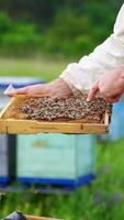 Beekeeping examination in summer. Apiarist male touches bees crawling on frame with bare hand on colorful beehives background. Vertical video