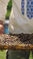 Apiculturist inspects frame with bees. Many insects crawling on a frame. Frame with bees in beekeeper's hands on apiary. Animals collect pure natural product. Vertical video