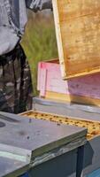 Beekeeping process. Apiarist working near wooden beehives in the countryside. Hives on the apiary in summer. Close-up. Vertical video
