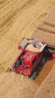 Full red harvester mowing wheat spikelets on harvest season. High-powered machine working in the field on sunny day. Top view. Vertical video
