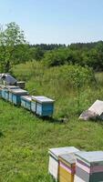 Apiary among green nature. Wooden beehives on grass. Beekeeper looking after bees on the apiary in summer. Bees flying over the hives. Vertical video