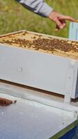 Beehives with bees. Beekeeper standing near wooden boxes. Bees crawling in a small hive. Close-up. Apiculture concept. Vertical video
