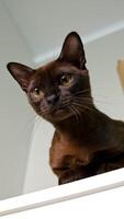 Portrait of a lovely kitten. Burmese cat sitting on a shelf at home and looking down with its large eyes. Purebred kitten. Close-up. Vertical video