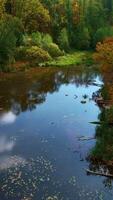 Shallow muddy pond in the autumn forest. Drone shot rising gradually over the colorful woods on beautiful sunny weather. Vertical video