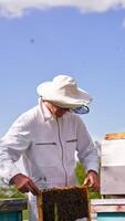 Man is working in his apiary using special tools. Apiarist bent over the hive to check the frames in it. Bees swarming around the farmer. Vertical video