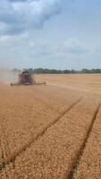 Red powerful combine driving by the field picking wheat crops. Agribusiness technique gathering ripe harvest of bread. Vertical video