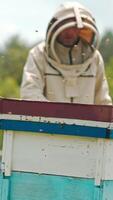 Angry bees swarming in the apiary. Beekeeper in protective clothes and hat with instruments in hands comes to the hive. Blurred backdrop. Vertical video