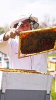 Experienced bee farmer examining honey frames in his apiary. Man looks thoroughly at full frame ready for honey harvesting. Trees at backdrop in blur. Vertical video