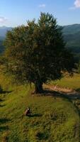 Musician near the green tree playing cello. Amazing nature background in mountainous area. Professional cellist with musical instrument on a hill. Top view. Vertical video