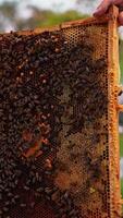 Male hands turn the frame with dark honeycombs. Bee family covering the frame is held by bare hands. Apiary in blur at backdrop. Vertical video