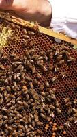 Bee farmer holding dark honeycomb frame. Apiarist touching the wax with bare hand, showing bee queen place. Close up. Vertical video