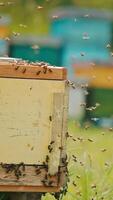 Multiple bee colony disturbed by the apiarist check out. Honey insects coming back to their homes. Apiary in blur at backdrop. Vertical video