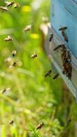 Busy bees coming back to their bee hive bringing nectar. Some insects hovering in the air. Green grass backdrop in blur. Vertical video