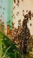 Bee brood stuck the bee hive. Lots of bees flying around the hive. Close up. Green grass at backdrop in blur. Vertical video