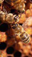 Bees crawling over the cells and waving their fragile wings. Macro shot of bee colony working on the frame. Close up. Vertical video