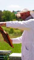 Apiarist in white overall looks carefully at honey frame. Side view. Summer day nature backdrop. Vertical video