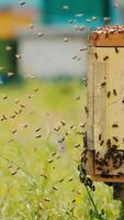 Hundreds of bees flying around the beehive. Lots of working honey insects crawling along the hive. Blurred backdrop with hives. Vertical video