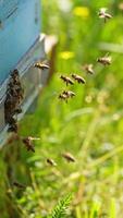 Busy bees coming back with pollen to their hive. Some insects hovering in the air waiting for their turn to come in. Side view. Green grass blurred backdrop. Vertical video